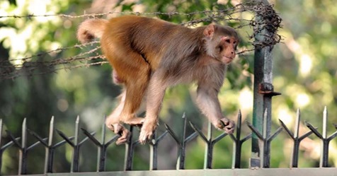 Tobende Affen jagen 13 Jährige in Indien   bei der Flucht stürzt sie in den Tod