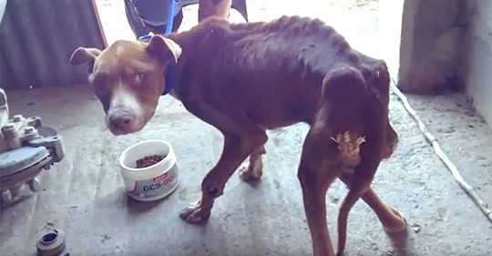 Hund kurz vor dem Verhungern – Besitzer hat „vergessen“ ihn zu füttern