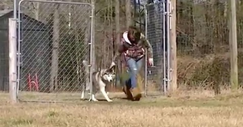 Nachdem er ein Leben lang angekettet war, darf der Husky Biscuit das erste Mal auf einem Feld rennen