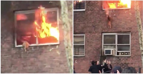 Katze ist in brennender Wohnung gefangen – traut sich erst nach Anfeuerung, aus 2. Stock zu springen