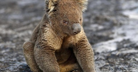 Stress ist tödlich: immer weniger Koalas in Australien