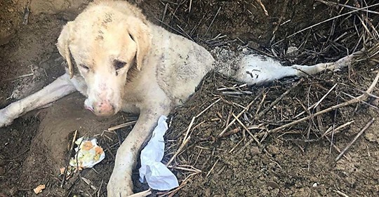 Tierschützer retten alten Hund, der um sein Leben kämpfte – wurde lebendig von Besitzer vergraben