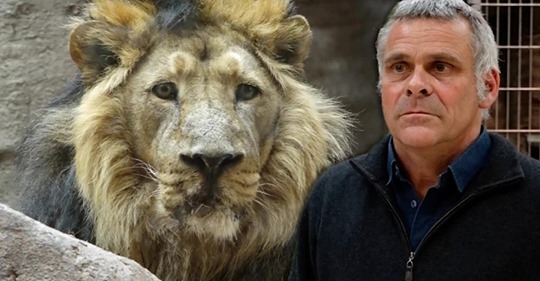 Tierpark erwägt Tötung von seltenem Löwen, weil er womöglich unfruchtbar ist