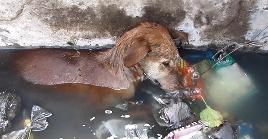 Streunende Hündin trieb zwischen Müll in Abwasserkanal: Tierschützer päppeln „Phoenix“ auf