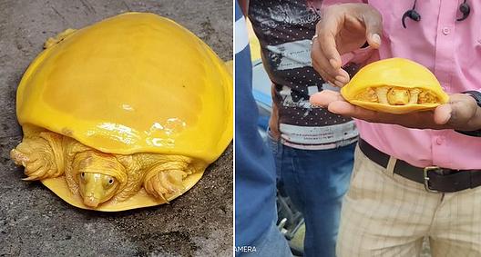 Sieht ein bisschen aus wie Käse   einzigartige gelbe Schildkröte in Indien entdeckt