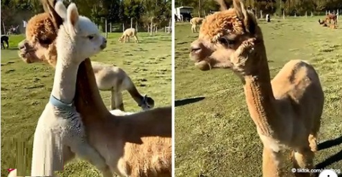 Der süßeste Moment, in dem ein Alpaka-Baby zu seiner Mutter sprintet, um sie zu umarmen