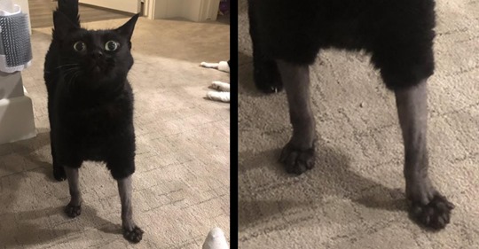 16 Katzen, die wegen einer Operation rasiert wurden
