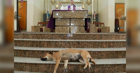 Pfarrer öffnet Kirche für streunende Hunde & bittet Kirchen Gemeinde, sie zu adoptieren