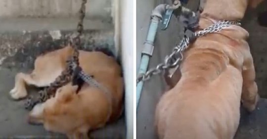 Ausgesetzter Hund wird mit Eisenkette so angebunden, dass er seinen Kopf immer oben halten muss