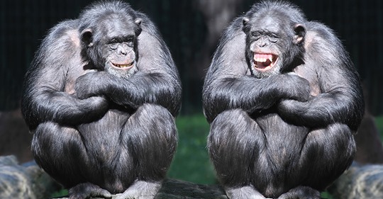 Niederlande: Schimpansen Mike und Karibuna in Zoo erschossen – waren zuvor aus Gehege geflohen