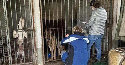 Neun Hunde aus Kölns schlimmsten Ekel-Zwingern befreit