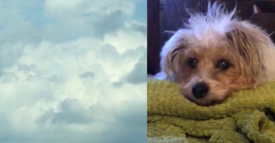 Trauernde Frau sieht das Gesicht ihres geliebten Hundes in den Wolken – dieser war zuvor verstorben