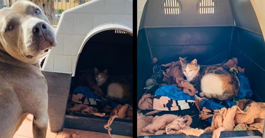 Rührende Geburt: Pitbull lässt fremde Katze in Hundehütte