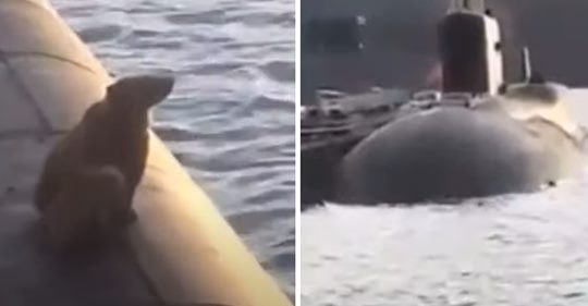 Bären-Mama und ihr Kind klettern nichtsahnend auf russisches Atom-U-Boot – Marine erschießt beide