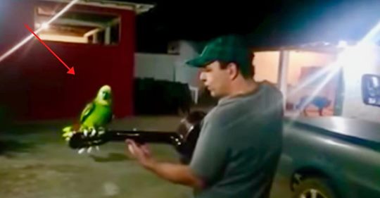 Mann fängt an, Gitarre zu spielen und sein Papagei stimmt mit ein