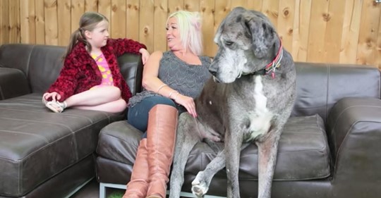 Der größte Hund der Welt ist gleichzeitig die älteste lebende Deutsche Dogge