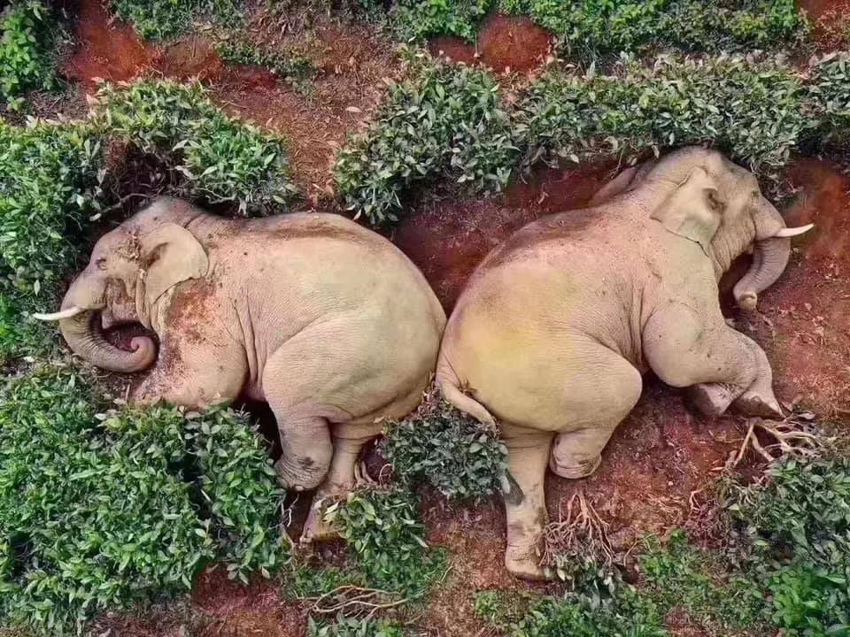 Dickhäuter schlafen Rausch aus: Elefanten plündern Weingut in China & schlafen betrunken ein