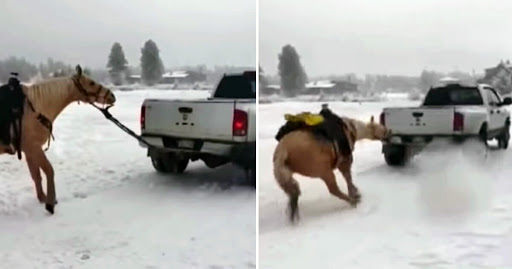 Tierquäler bindet sein Pferd hinter sein Auto – und fährt los