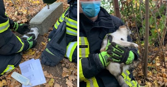 Dortmund: Katze klemmt sich Kopf in Betonsturz im Wald ein, von Spaziergänger entdeckt – Rettung dank Feuerwehr