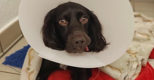 Hund frisst Corona-Maske - und muss notoperiert werden