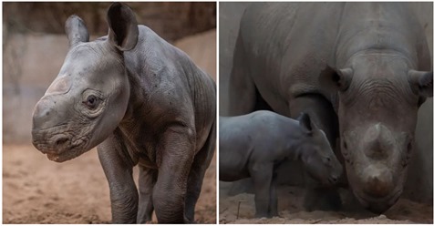 Zoo feiert Geburt von seltenem, vom Aussterben bedrohten schwarzen Nashorn-Baby