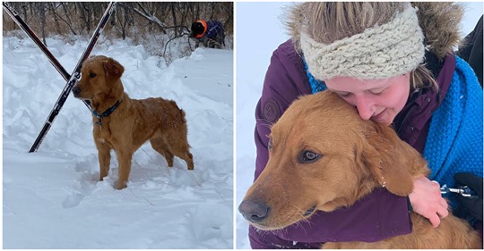 Golden Retriever tagelang nach Schneesturm verschwunden: Fremder Hund spürt „Louie“ auf