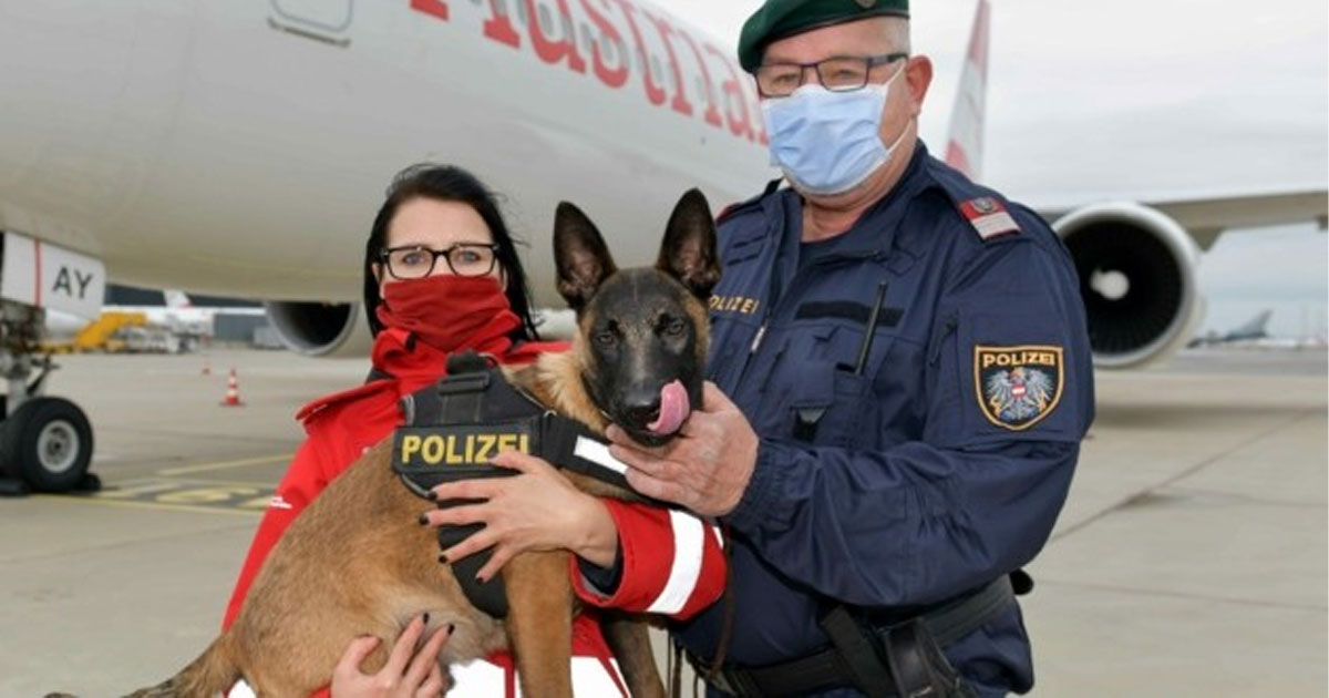 Tierheim Hund „Quattro“ darf für Polizei arbeiten: Schäferhund bekommt Ausnahme