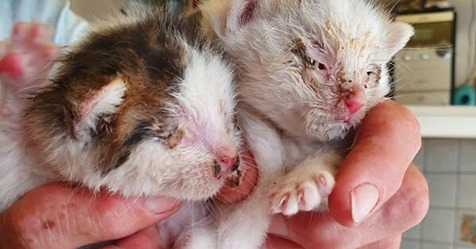 Tierquälerei in Brücken: Fünf Katzenbabys in verschnürter Plastiktüte ausgesetzt