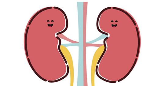 Nieren gesund halten: Wie Sie dieses wichtige Organ schützen