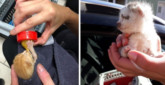 Halle: Spaziergänger entdecken 5 Katzenbabys in Plastiktüte, kämpften ums Überleben – Belohnung für Tipps