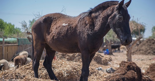 Genitalbereich verletzt & Auge verloren: Tierquäler verletzt zwei Pferde schwer