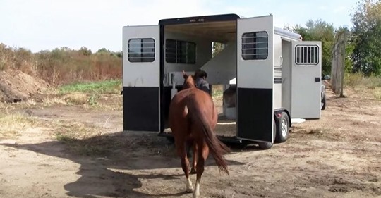 Fünfundsiebzig entmutigte Quarter-Pferde begeben sich in den Anhänger und treten die Reise in ein besseres Leben an