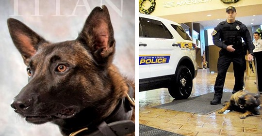 Bei Verfolgung von Räubern in Aufzugschacht gefallen: Polizeihund „Titan“ (†) gestorben