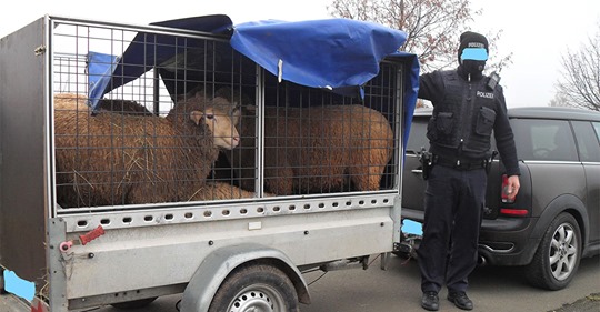 Beine schleiften über Autobahnasphalt: Polizei stoppt qualvollen Tiertransport auf A6