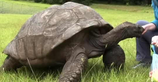 187 Jahre alte Schildkröte Jonathan aus St. Helena ist das älteste Landlebewesen der Welt