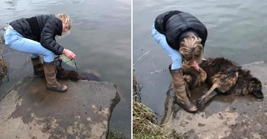 Stein am Hals: Jane Harper rettet in Fluss geworfenen Hund