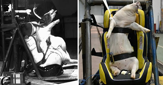 Lebendige Schweine für Crashtests benutzt – Tiere sterben angeschnallt in Kindersitzen