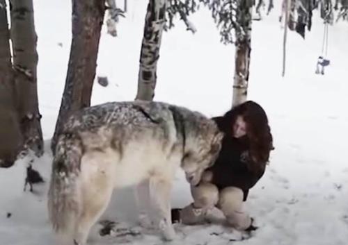 Ein riesiger Wolf liebt es, mit seiner engsten menschlichen Freundin zu kuscheln