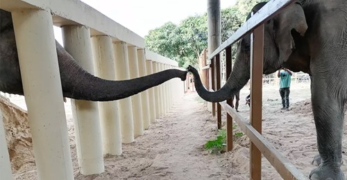 Einsamster Elefant der Welt wird aus Elend befreit – findet seit 8 Jahren endlich wieder eine Freundin