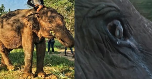 Elefant verdrückt Freudentränen: 73-jähriger blinder und tauber Elefant „Sook Jai“ bekommt neues Leben