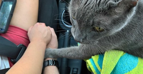 Sterbender Kater hält ängstlich die Hand seines Besitzers – auf der allerletzten Fahrt zum Tierarzt