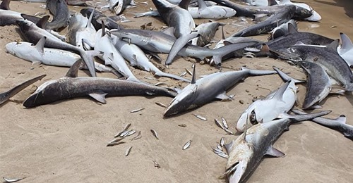 Rätselhaftes Massensterben von Haien