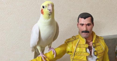 Melodischer Nymphensittich singt Lieder von Queen, während er auf dem Arm einer Freddie Merkur Puppe sitzt