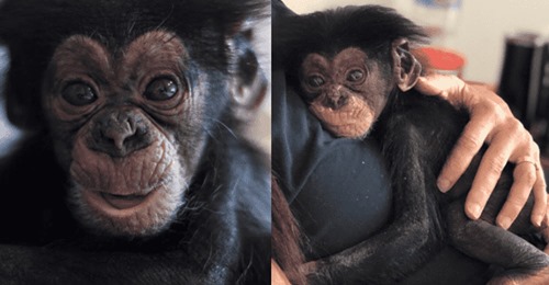 Baby-Schimpansin wird gerettet, ihre Mutter wurde von Wilderern erschossen – hat seitdem Albträume