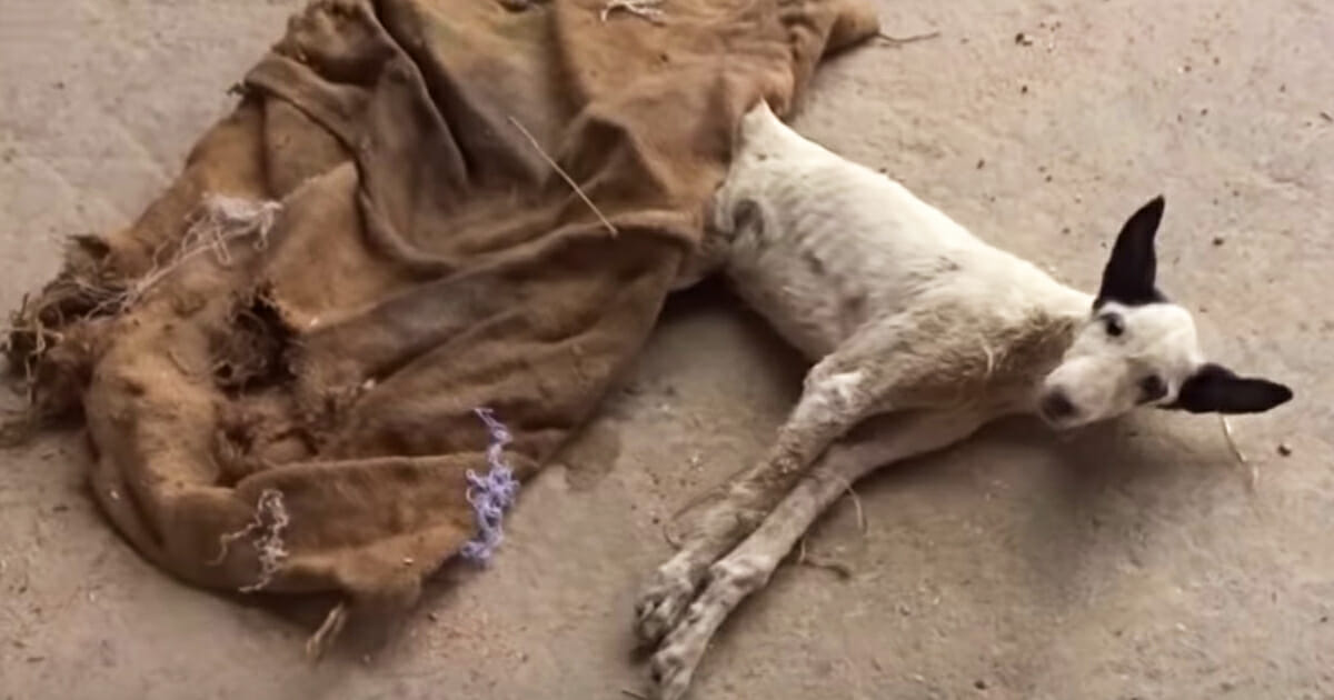 Tierfreunde werden auf eine Decke aufmerksam – nehmen sie hoch und sehen knochigen und schwachen Hund