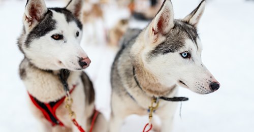 Keine Touristen: Husky-Farmen in Lappland müssen ihre Hunde töten – Schlittentouren fallen aus