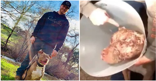 Mann kämpft gegen 160 Kilogramm schweren Bären – rettet dadurch das Leben seines Hundes