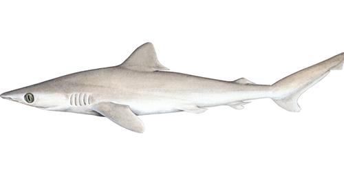 ROTE LISTE DER BEDROHTEN ARTEN Erster Hai ausgestorben Und warum das dramatisch ist