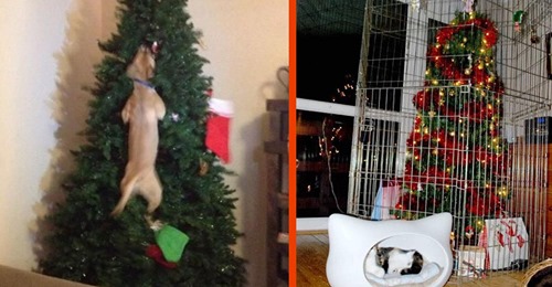 15 lustige Bilder: Haustiere, die Weihnachten ruiniert haben