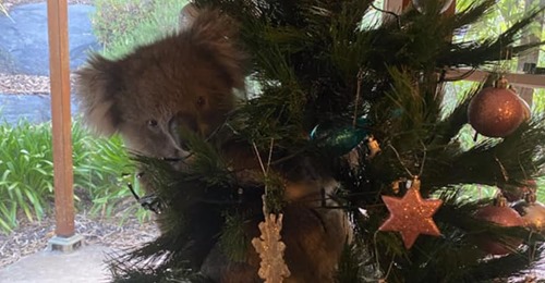 Australische Familie findet Koala in Weihnachtsbaum – die Tier Auffangstation glaubte ihnen zunächst nicht